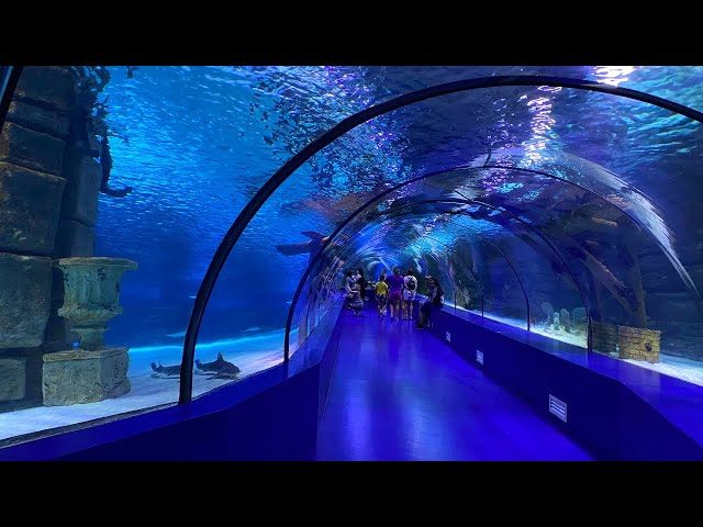 Antalya Akvaryum & Müze Turu – Deniz Altı ve Tarih Yolculuğu