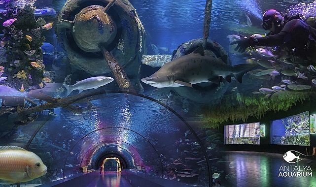 Antalya Akvaryum & Müze Turu – Deniz Altı ve Tarih Yolculuğu