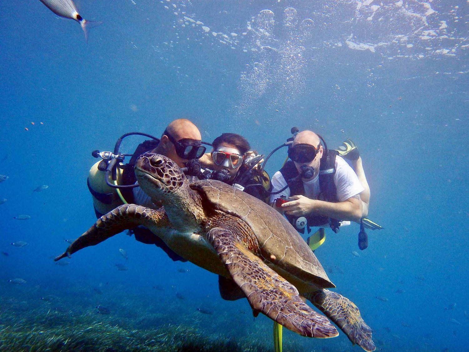 Side Scuba Diving Turu – Akdeniz’in Gizemli Sualtı Dünyasını Keşfedin