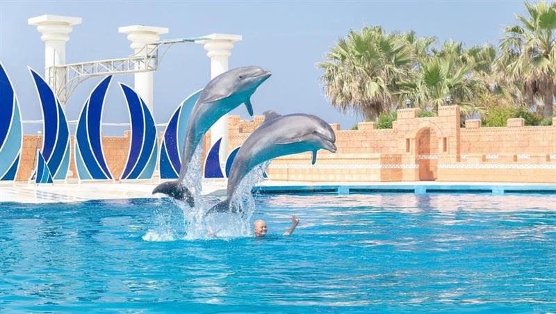 Yunus Balıkları Gösterisi Turu 🐬