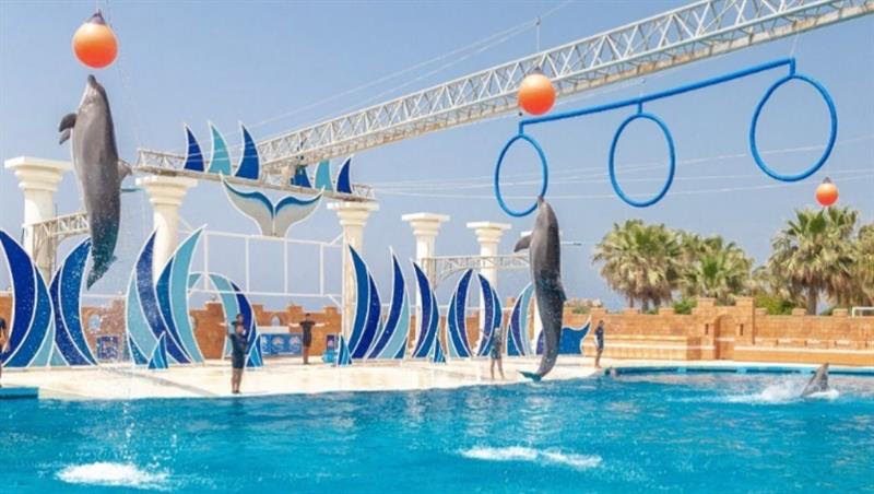 Yunus Balıkları Gösterisi Turu 🐬
