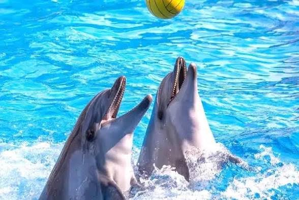 Yunus Balıkları Gösterisi Turu 🐬